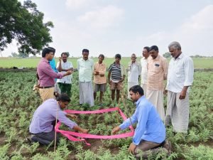 Cultivation-on-the-sena-crop.jpg