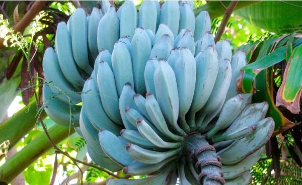 Blue-Java-Bananas.jpg