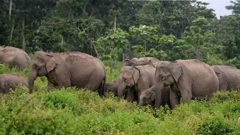 Elephants-in-Nallamala-1.png