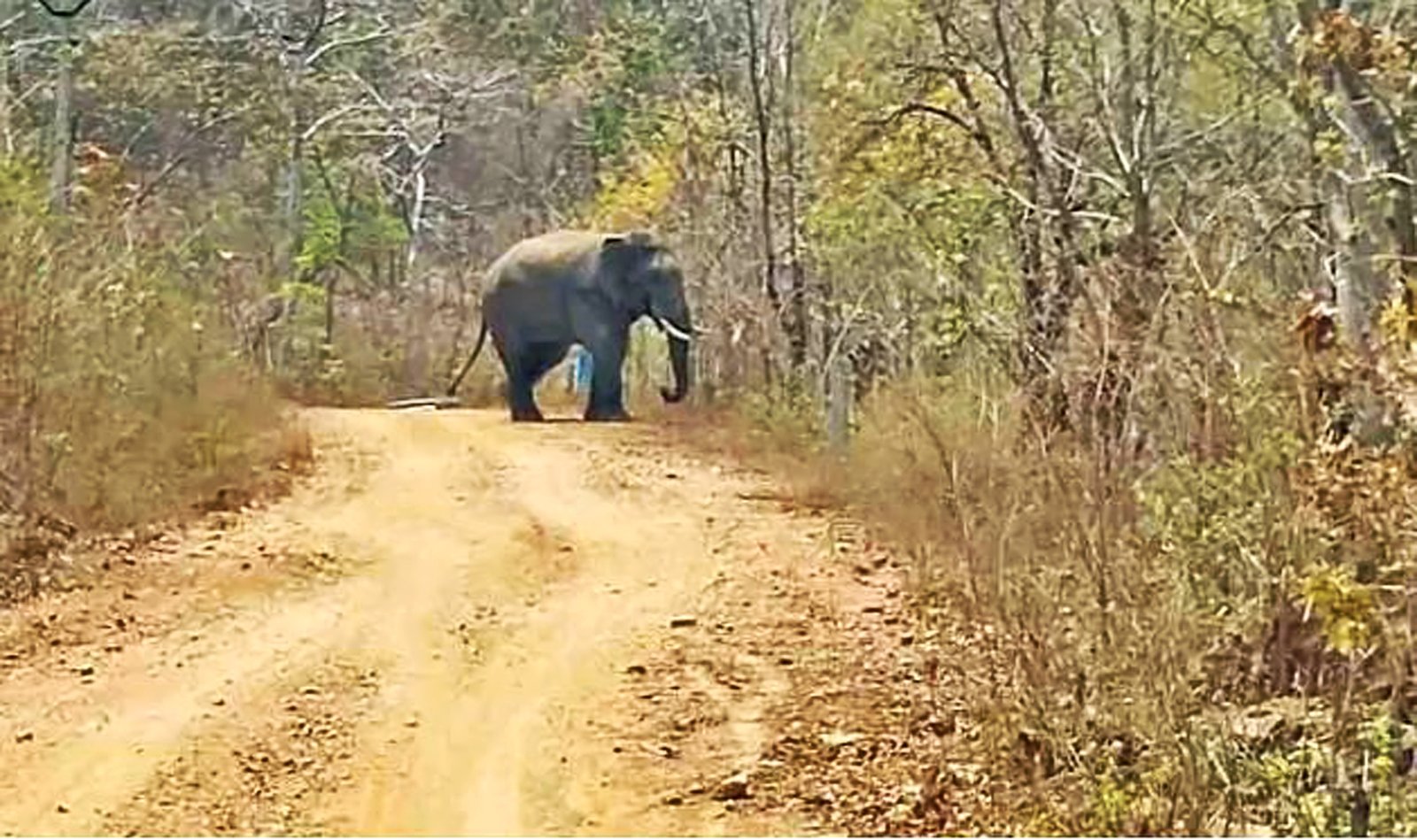 Elephants-in-Nallamala-Forest.jpg