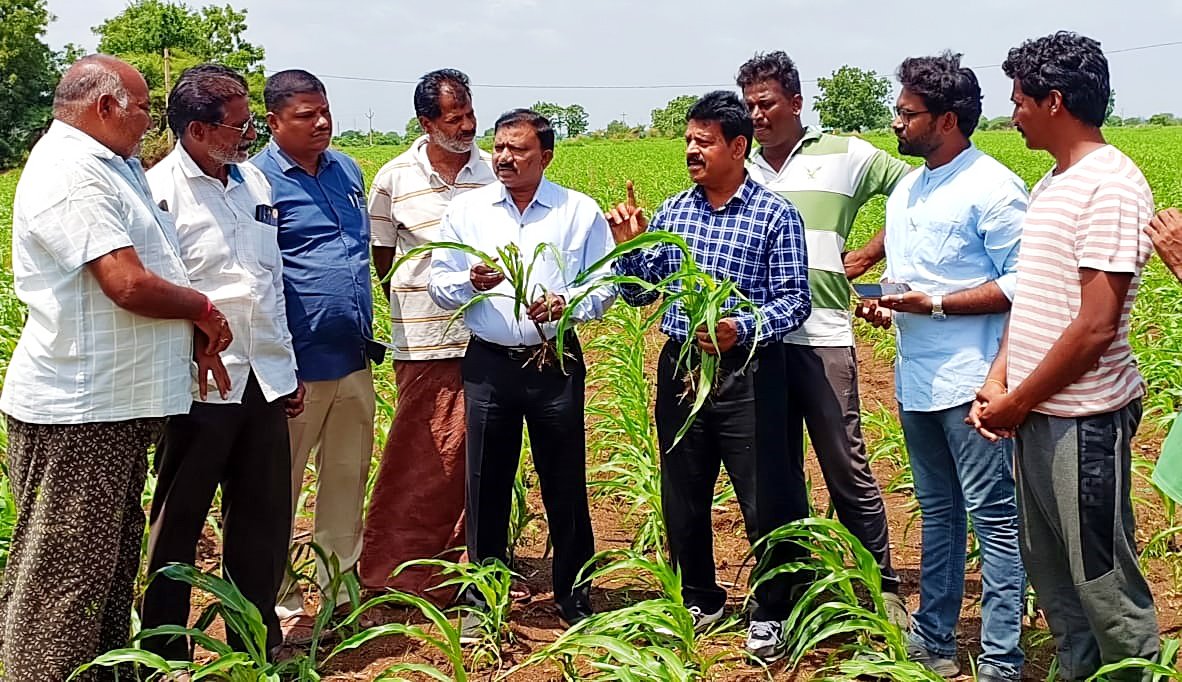 Observation-of-maize-crops.jpg