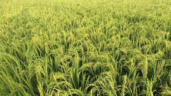 Sona-Mussoorie-rice-in-demand.jpg