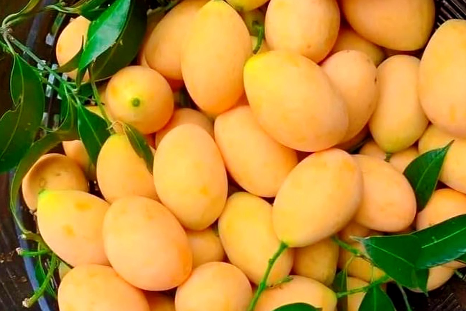 Ulavapadu-mangoes.jpg