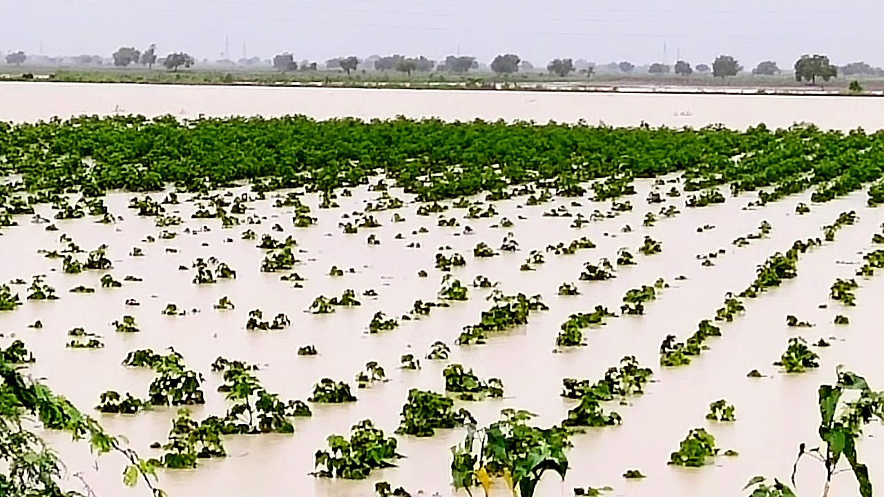 Crops-damaged-by-HeavyRains.jpg