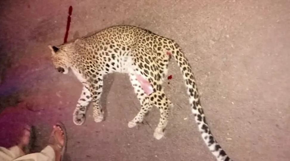 Leopards-dying-inroad-accidents.jpg