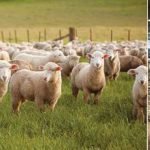 Sheep farming in Australia