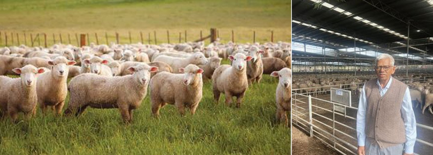 Sheep farming in Australia