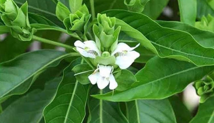 Addasaram-leaf-cures-cough-and-fatigue.jpg