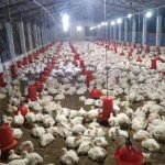 CRD is killing chicken farmers