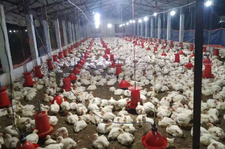 CRD-is-killing-chicken-farmers.jpg