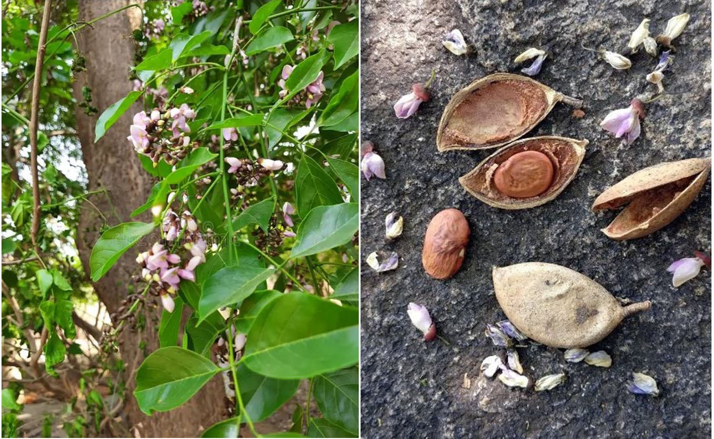 Kanugatree-check-for-skindiseases.jpg