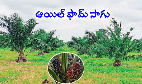 Oil-palm-cultivation.jpg