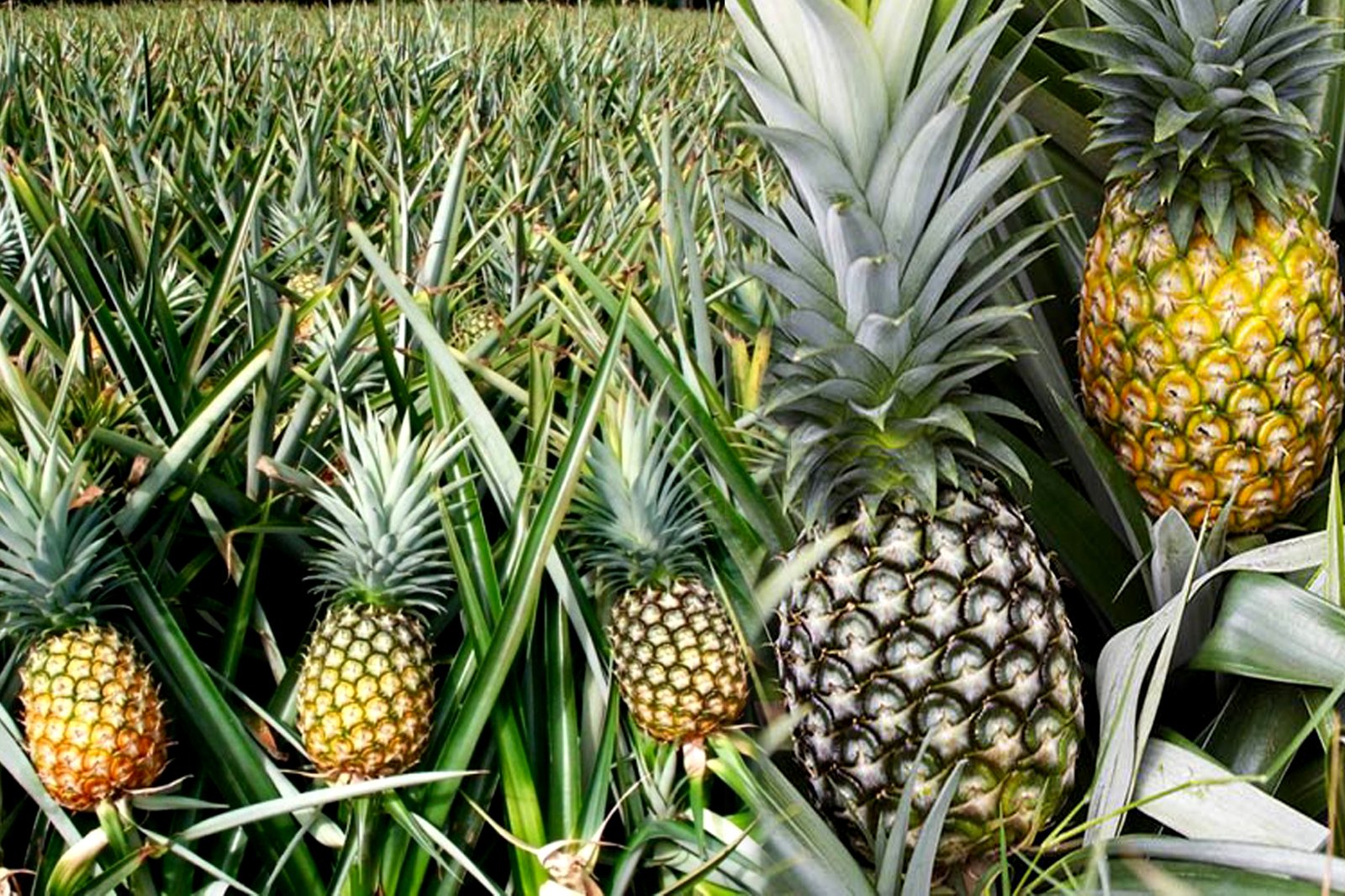 Pineapple-Anasa-Panta-Sagu.jpg