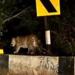 Leopard migration in Srisailam