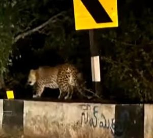 Leopard migration in Srisailam