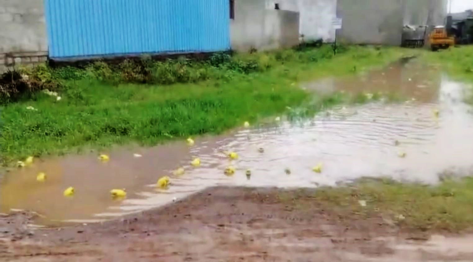 Yellow-green-frogs.jpg