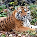 Tigers in the country