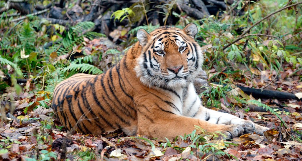 Tigers-in-the-country.jpg