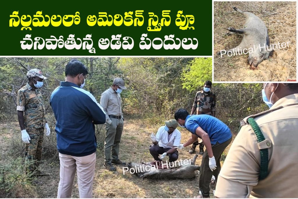 African swinefever Wildboars die