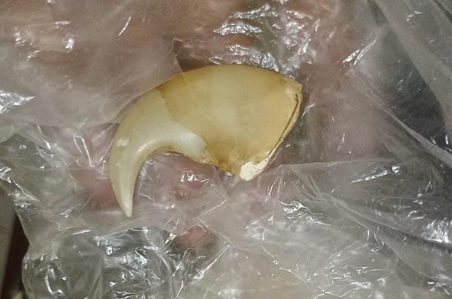 tigerclaw-పులిగోరు