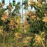 Mango blight prevention