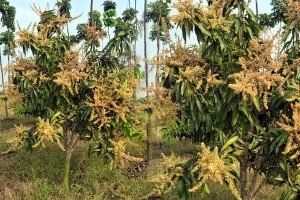 Mango blight prevention