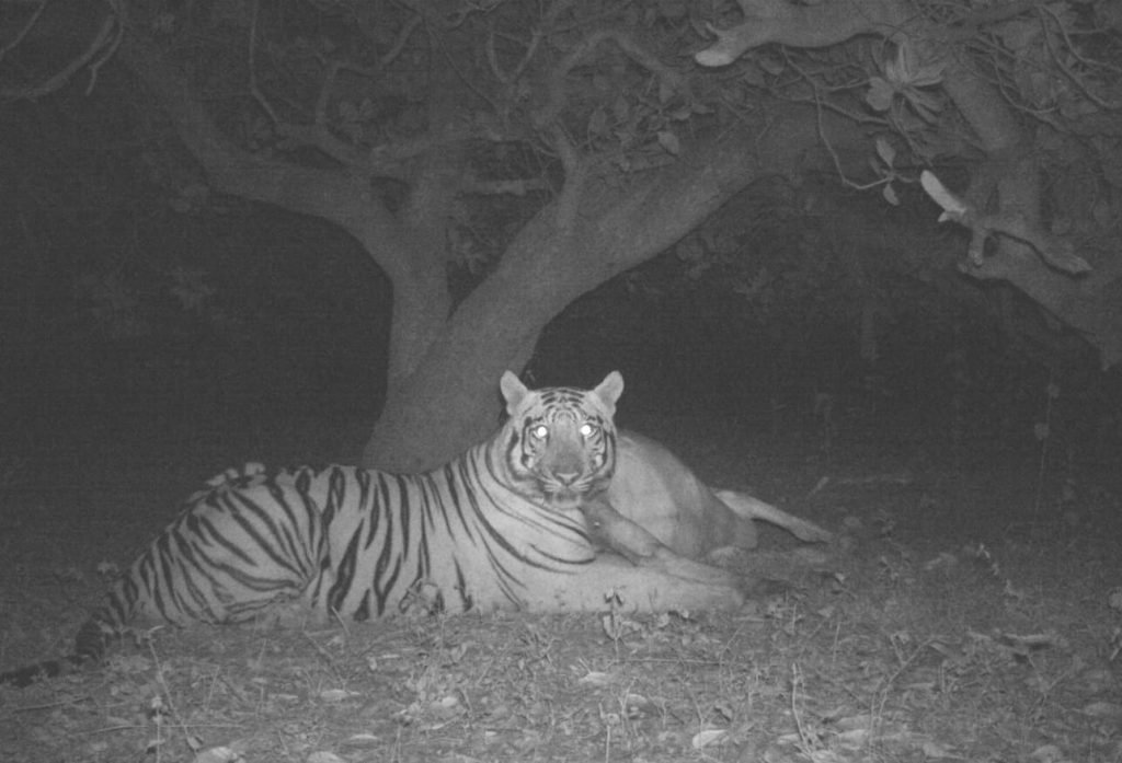 The tiger is back on the move