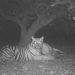 The tiger is back on the move